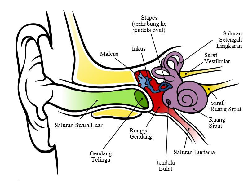 Ficheiro:Female torso, chest, and stomach.jpg – Wikipédia, a enciclopédia  livre