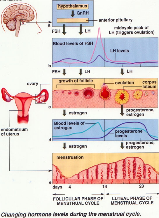 How Your Period Changes Through The Years