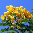 Cassia angustifolia (Senna)