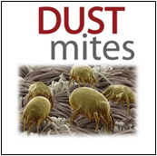 dustmites