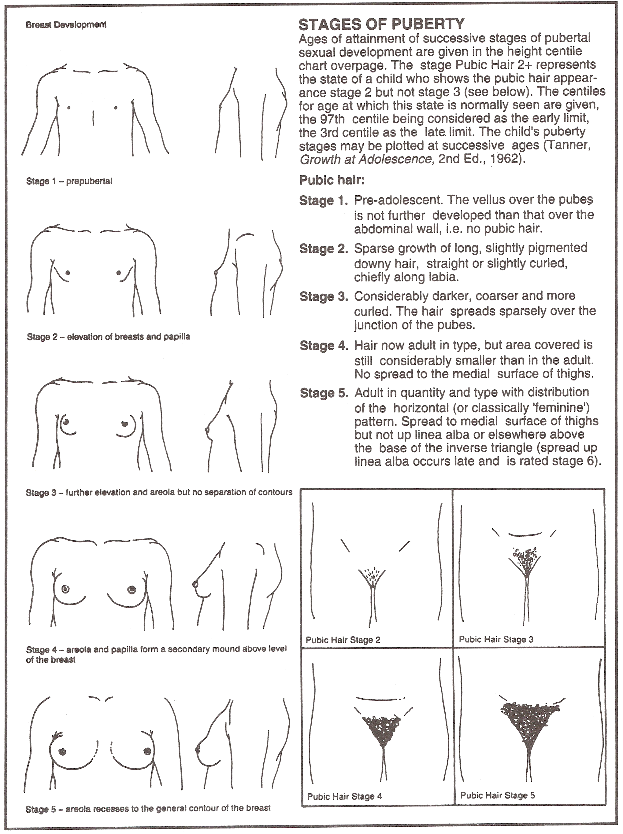 Normal Breast Development and Changes